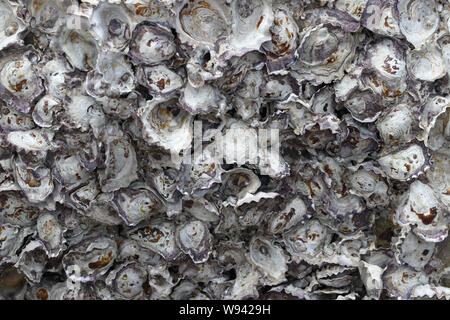 Closeup rock oyster growing and embedded on the rock surface Stock Photo
