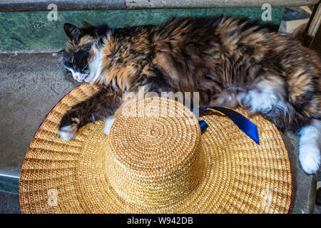 sleeping cat on a Womans straw hat Stock Photo