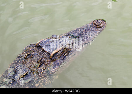 Portrait freshwater Siamese crocodile (Crocodylus siamensis) in the water, native to Southeast Asia Stock Photo