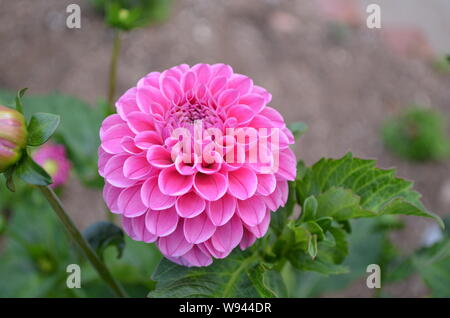 Summer in Nova Scotia: Closeup of Pink Dahlia Ball Flower Stock Photo