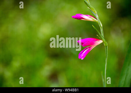 Wild purple flowers macro gladiolus  italicum iridaceae fifty megapixels printables Stock Photo