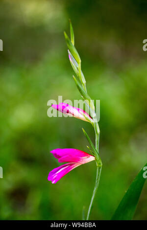 Wild purple flowers macro gladiolus  italicum iridaceae fifty megapixels printables Stock Photo