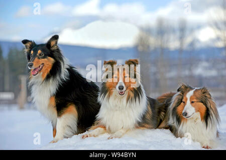Shetland Sheepdog, three sitting together on snow Stock Photo