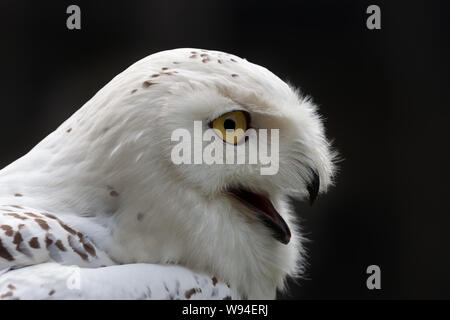 Snowy Owl (Bubo scandiacus) against a dark background Stock Photo
