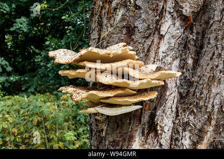 Bracket fungus on an oak tree Stock Photo