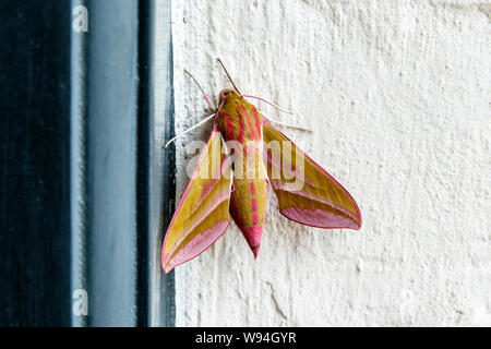 Deilephila Elpenor, or Elephant Hawk Moth, a large moth of the Sphingidae family, resting in daylight on the wall of a residential house, London, UK Stock Photo