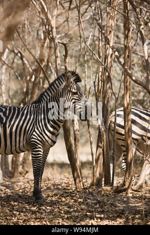 Zebras in the bush in the Highveld. Stock Photo