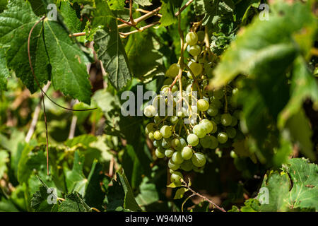 A bunch of organic green grapes growing on a vine Stock Photo