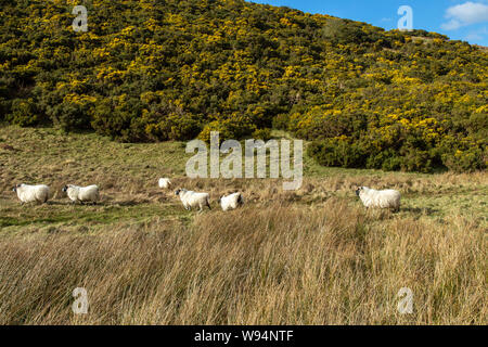 Scottish Mountain Blackface highland sheep, (Ewes) Stock Photo