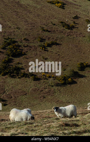 Scottish Mountain Blackfaced highland sheep, (Ewes) Stock Photo