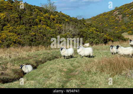 Scottish Mountain Blackfaced highland sheep, (Ewes) Stock Photo