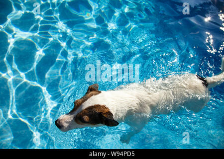Small dog photographed from above as she swims in clear blue water Stock Photo