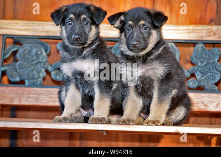 German Shepherd Puppies, few week old, sitting together on bench, portrait Stock Photo