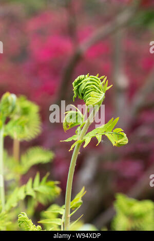 Osmunda regalis. Royal fern unfurling in spring Stock Photo