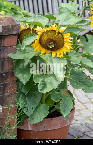 Helianthus annuus. Dwarf sunflower in a plant pot at RHS Rosemoor  Gardens. Devon, England Stock Photo