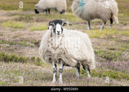 Blackfaced Highland sheep, This horned breed is also known as Blackface,  Kerry, Linton, Scottish Mountain and Scottish Highland Stock Photo