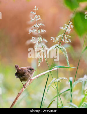 Wren Troglodytes troglodytes a small brown bird common in the English countryside Stock Photo