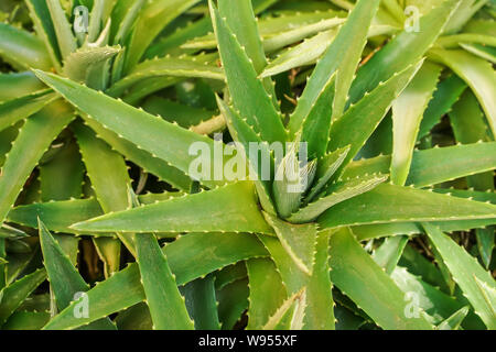 Close up detail, thick agave succulent leaves with small sharp thorns on edges - abstract tropical background Stock Photo