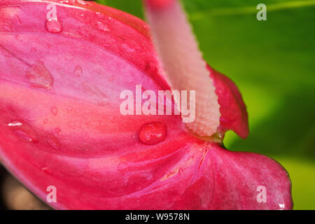 Detail on pink Laceleaf - Anthurium - flower, drops of morning dew visible on surface Stock Photo