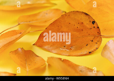 Wet, orange coloured autumn leaf with small dark spots on yellow board. Closeup detail - abstract fall season background Stock Photo