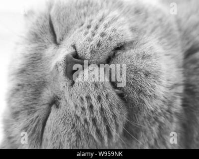 A sleepy blue russian, scottish fold cat Stock Photo