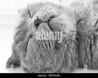 A sleepy blue russian, scottish fold cat Stock Photo
