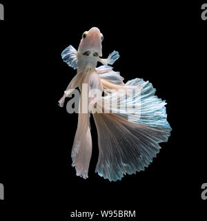 Close up art movement of Betta fish or Siamese fighting fish isolated on black background Stock Photo