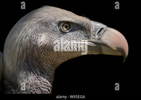 One common griffon vulture (Gyps fulvus) side view and black background Stock Photo