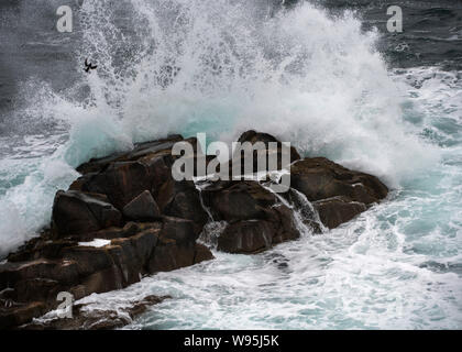 Guillemot flying in stormy seas Stock Photo