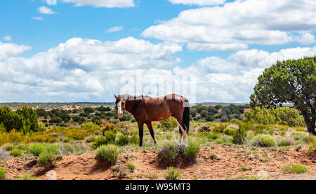 Wild horse in a desert landscape Arizona, US of America. Canyon de Chelly area in a sunny spring day, blue sky with clouds. Stock Photo