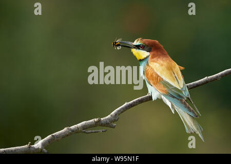 Bee-Eater (Merops apiaster) bird captured a bumblebee on a branch. Stock Photo