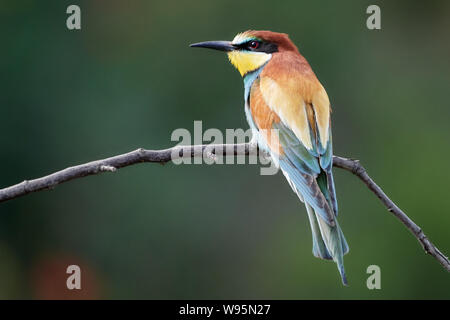 One beautiful European bee-eater sitting on a branch in Gerolsheim Germany - Merops Apiaster Stock Photo