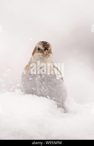 Snow bunting (Plectrophenax nivalis) in Winter Plumage sitting in deep, falling snow, Cairngorms Stock Photo
