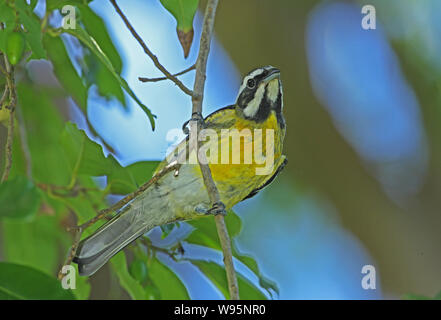 Jamaican Spindalis (Spindalis nigricephala) adult male perched on branch  Port Antonio, Jamaica       March Stock Photo