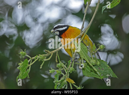 Jamaican Spindalis (Spindalis nigricephala) adult male perched on branch feeding in fruiting tree  Port Antonio, Jamaica       March Stock Photo