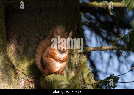 Red Squirrel (Sciurus vulgaris) perched in pine tree in winter in Scottish Highlands Stock Photo