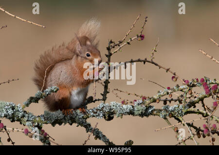Red Squirrel (Sciurus vulgaris) eating the flowers on a larch tree in winter Stock Photo