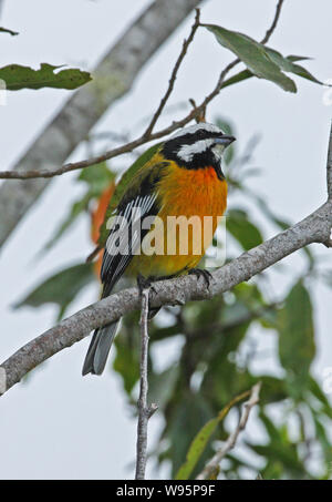 Jamaican Spindalis (Spindalis nigricephala) adult male perched on branch  Port Antonio, Jamaica       March Stock Photo