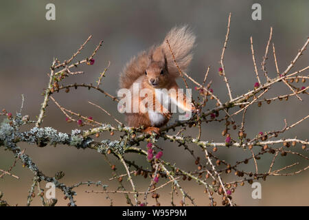 Red Squirrel (Sciurus vulgaris) eating the flowers on a larch tree in winter Stock Photo