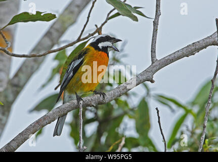 Jamaican Spindalis (Spindalis nigricephala) adult male perched on vine  Port Antonio, Jamaica       March Stock Photo