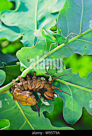 Lobster moth Larvae & Tree Cricket. Stock Photo
