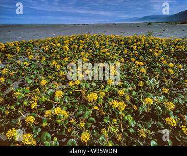 Yellow Verbena, Abronia latifolia, Gold Bluffs Beach, Prairie Creek Redwoods National and State Parks, California Stock Photo