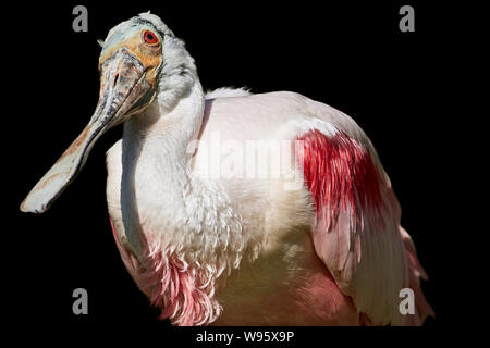 close-up of one roseate spoonbill and black background - Platalea ajaja Stock Photo