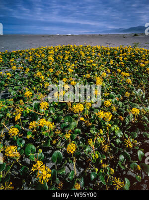 Yellow Verbena, Gold Bluffs Beach, Prairie Creek Redwoods State and National Parks, California Stock Photo