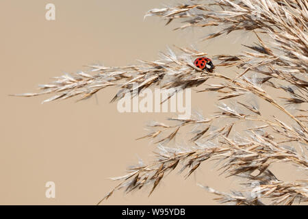 one little ladybug sitting on ear of oats  - Coccinellidae Stock Photo