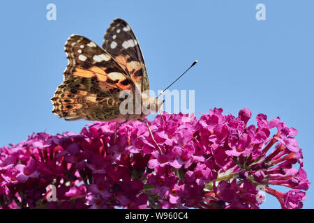 One beautiful painted lady butterfly (Vanessa cardui) on a summer lilac infront of the blue sky / Germany