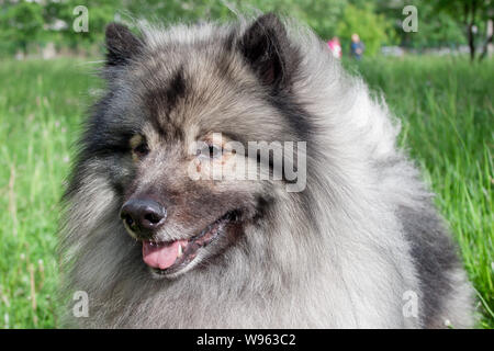 Deutscher wolfspitz close up. Keeshond or german spitz. Pet animals. Stock Photo