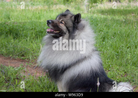 Deutscher wolfspitz is sitting on a green grass. Keeshond or german spitz. Pet animals. Stock Photo