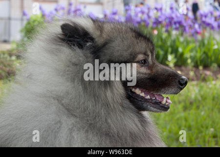 Cute deutscher wolfspitz close up. Keeshond or german spitz. Pet animals. Stock Photo