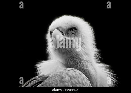Close-up of Eurasian griffon vulture (Gyps fulvus) isolated on black background. Stock Photo